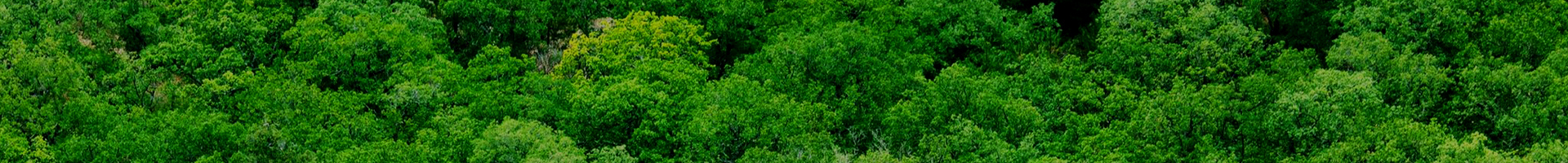 gallery/tree_200