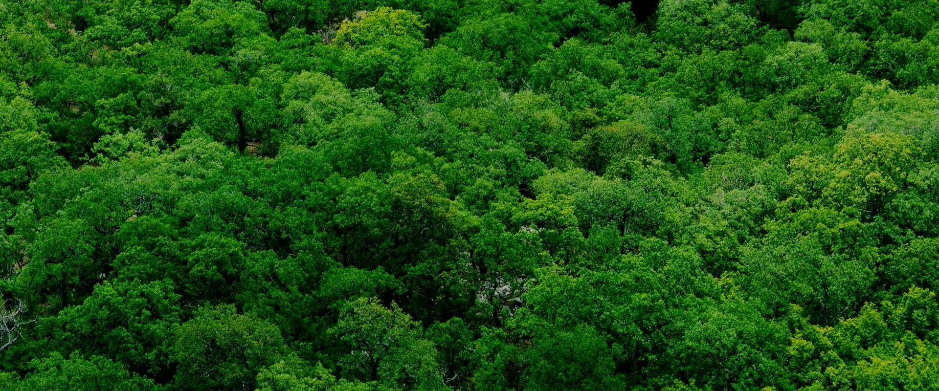 gallery/tree
